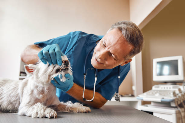 Best 24-Hour Emergency Dentist in Mount Pleasant, TN